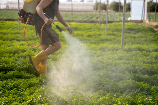 Best Insect Control  in Mianna, AR