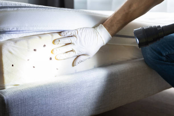 Best Termite Control Services  in Mianna, AR
