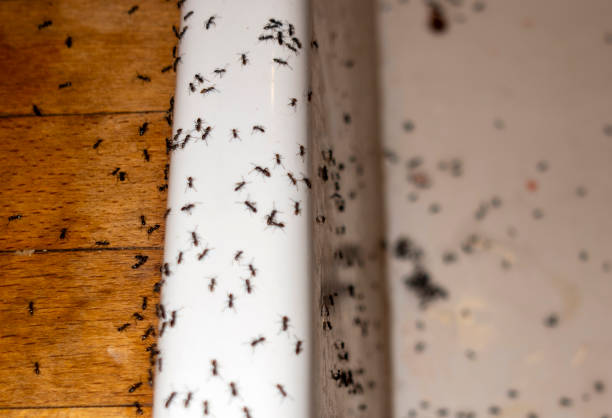 Best Bed Bug Extermination  in Mianna, AR