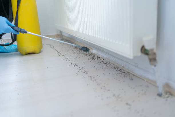 Best Flea Control Services  in Mianna, AR